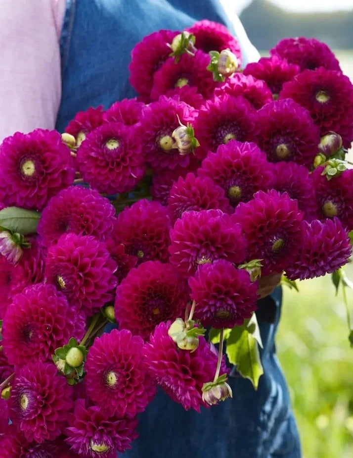 Cryfield Harmony Dahlia Tubers