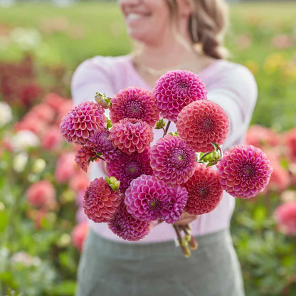 Isabel Dahlia Tubers