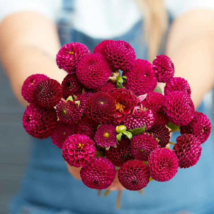 Rocco Dahlia Tubers