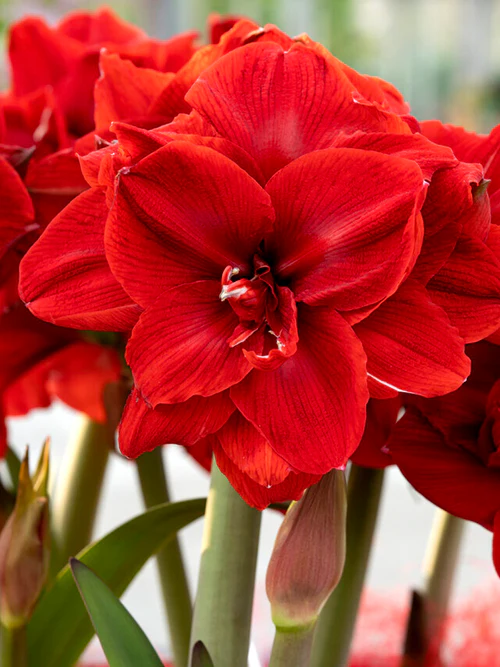 Premium Amaryllis Planted in a Terracotta Pot