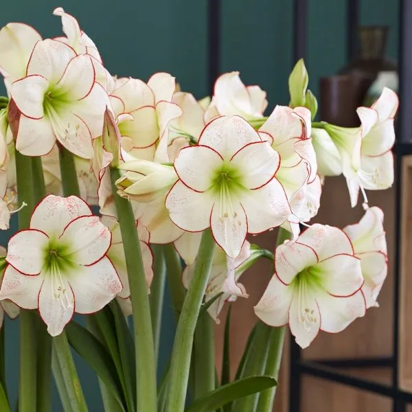 Premium Amaryllis Planted in a Terracotta Pot