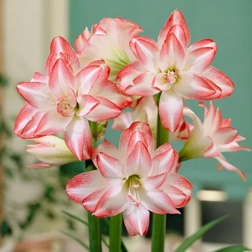 Premium Amaryllis Planted in a Terracotta Pot